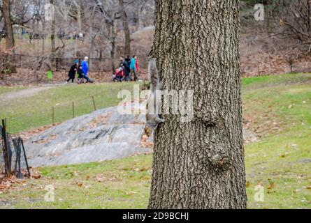 American Grey Squirrel discendente di un albero in Central Park, Manhattan, New York City, Stati Uniti Foto Stock