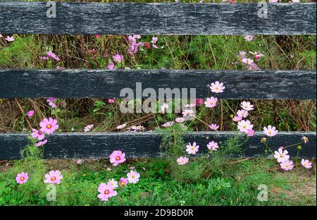 Fiori COSMOS che crescono sotto recinzione in prato nella Virginia centrale in autunno. Foto Stock