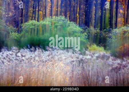 Spagna, Cuenca, coltivazione di vimini in Canamares in autunno Foto Stock