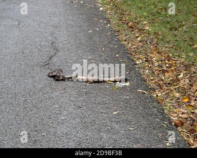 gamba di daino mangiato dal lupo sulla strada Foto Stock