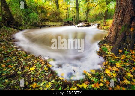 Colori autunnali vicino al fiume con foglie gialle e foresta Foto Stock