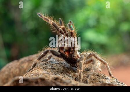 Tarantula con baboon africano con corna posteriore in modalità difensiva, Indonesia Foto Stock