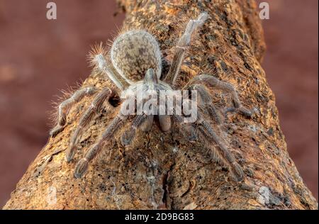 Tarantula con baboon africano con corna posteriore in modalità difensiva, Indonesia Foto Stock