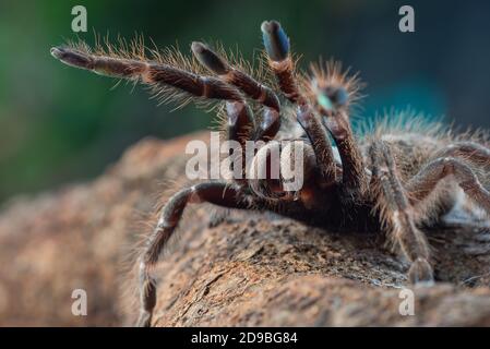 Tarantula con baboon africano con corna posteriore in modalità difensiva, Indonesia Foto Stock