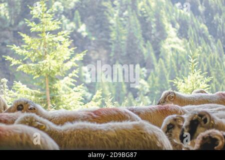 Gregge di pecore, verde foresta sullo sfondo, natura Foto Stock