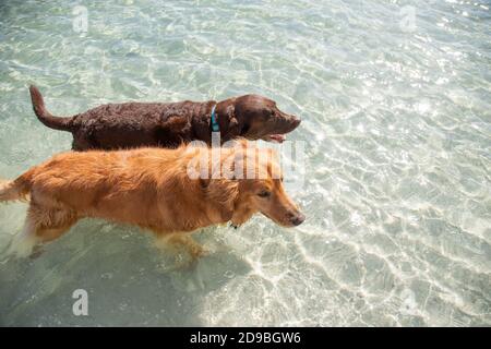 Vista dall'alto di un labrador Retriever e di un Golden Retriever in piedi nell'oceano, Florida, Stati Uniti Foto Stock