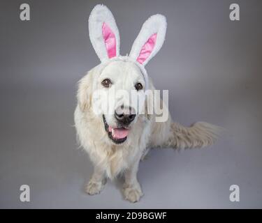Ritratto di un retriever d'oro crema inglese con orecchie conigliate Foto Stock