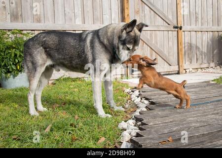 Dachshund e un pastore tedesco in un giardino, Florida, Stati Uniti Foto Stock