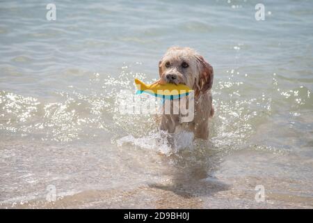 Cockapoo in piedi in oceano con un pesce giocattolo, Florida, Stati Uniti Foto Stock