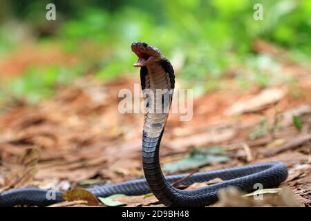 Javan cobra pronta a sciopero, Indonesia Foto Stock