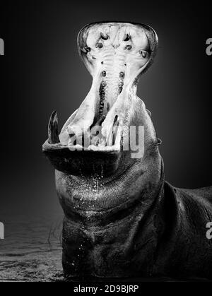 Hippopotamo arrabbiato o ippopotamo che mostra il dominio in acqua con un'ampia bocca aperta spruzzi d'acqua. Ippopotamo anfibio. Fine art. Nero e bianco Foto Stock