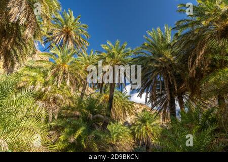 Kretische Dattelpalmen in der Schlucht von Preveli, Kreta, Griechenland, Europa | Palme da dattero cretese nella gola di Preveli, Creta, Grecia, Europa Foto Stock