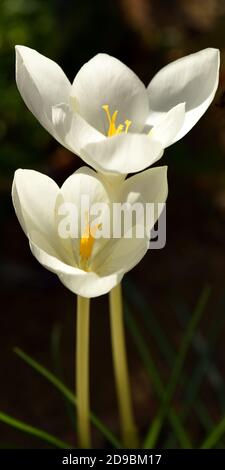 Crocus goulimyi mani White. Foto Stock