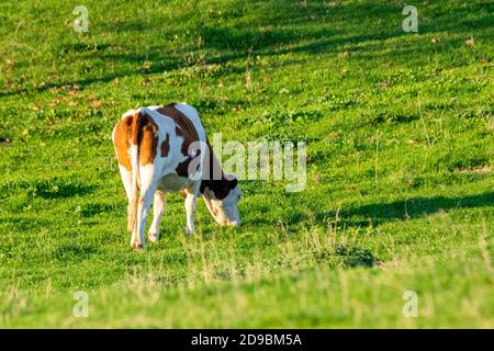 ritratto della mucca di holstein in pascolo Foto Stock