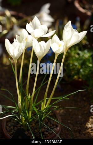 Crocus goulimyi mani White. Foto Stock