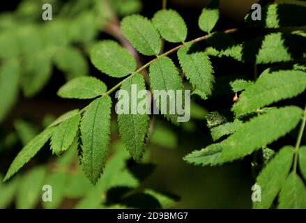 Molte foglie verdi di un albero. Primo piano, texture. Foto Stock