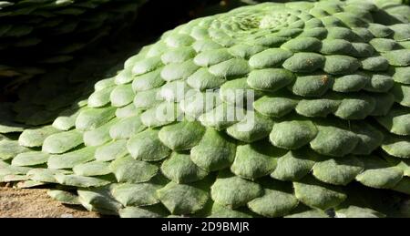 Un primo piano di Aeonium tabuliforme. Foto Stock