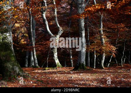 Una passeggiata nella faggeta secolare di Canfato in autunno. Il bosco si trova nella Riserva Naturale del Monte San Vicino e Canfato, nel cuore delle Marche Foto Stock