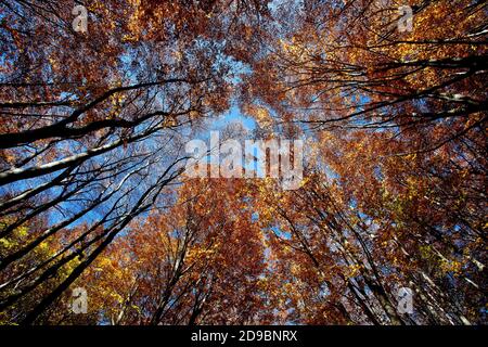 Una passeggiata nella faggeta secolare di Canfato in autunno. Il bosco si trova nella Riserva Naturale del Monte San Vicino e Canfato, nel cuore delle Marche Foto Stock