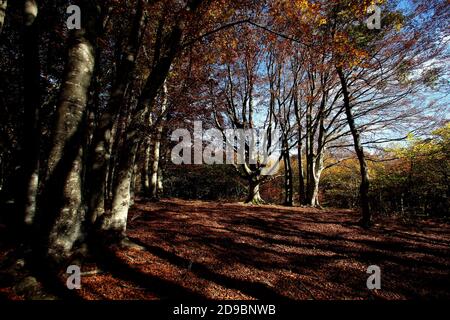 Una passeggiata nella faggeta secolare di Canfato in autunno. Il bosco si trova nella Riserva Naturale del Monte San Vicino e Canfato, nel cuore delle Marche Foto Stock