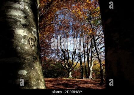 Una passeggiata nella faggeta secolare di Canfato in autunno. Il bosco si trova nella Riserva Naturale del Monte San Vicino e Canfato, nel cuore delle Marche Foto Stock