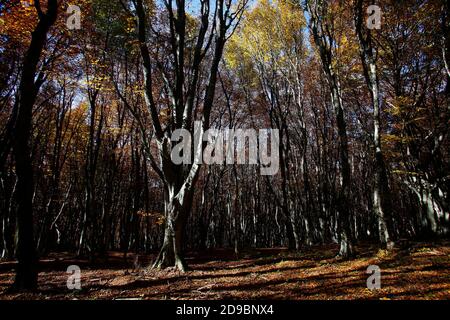 Una passeggiata nella faggeta secolare di Canfato in autunno. Il bosco si trova nella Riserva Naturale del Monte San Vicino e Canfato, nel cuore delle Marche Foto Stock