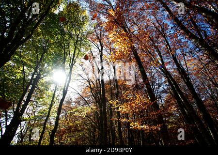 Una passeggiata nella faggeta secolare di Canfato in autunno. Il bosco si trova nella Riserva Naturale del Monte San Vicino e Canfato, nel cuore delle Marche Foto Stock