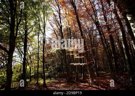 Una passeggiata nella faggeta secolare di Canfato in autunno. Il bosco si trova nella Riserva Naturale del Monte San Vicino e Canfato, nel cuore delle Marche Foto Stock