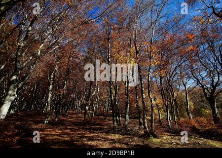 Una passeggiata nella faggeta secolare di Canfato in autunno. Il bosco si trova nella Riserva Naturale del Monte San Vicino e Canfato, nel cuore delle Marche Foto Stock