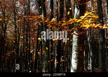 Una passeggiata nella faggeta secolare di Canfato in autunno. Il bosco si trova nella Riserva Naturale del Monte San Vicino e Canfato, nel cuore delle Marche Foto Stock