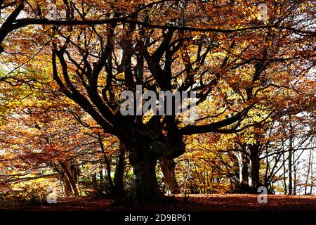 Una passeggiata nella faggeta secolare di Canfato in autunno. Il bosco si trova nella Riserva Naturale del Monte San Vicino e Canfato, nel cuore delle Marche Foto Stock