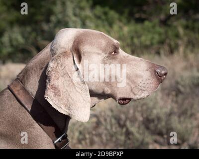 Primo piano di Weimaraner cane che posa in un campo di lavanda. Foto Stock