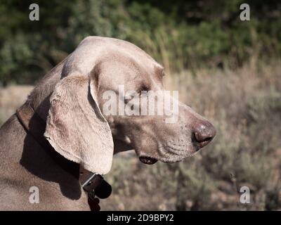 Ritratto del cane Weimaraner che guarda curioso. Foto Stock