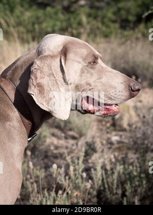 Verticale primo piano del cane Weimaraner che posa in campo di lavanda. Foto Stock