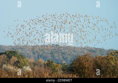 Un grande gregge di Golden Plover (Pluvialis albicaria) prendere in aria alla luce del sole della mattina presto, Oxfordshire Foto Stock