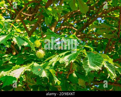 Castagno di cavallo europeo (Aesculus hippocastanum) - castagno di cavallo giovane con spine sulla buccia, illuminato dal sole del pomeriggio Foto Stock