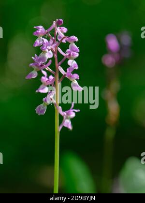 Orchidea porpora (Orchis mascula) fiorente in boschi antichi, Wiltshire, Regno Unito, aprile. Foto Stock