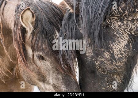 Cavalli selvaggi Foto Stock