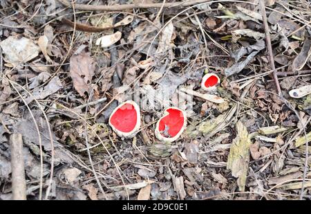 Sarcoscopypha austriaca, coppa di scarlatto - tazza di scarlatto, funghi commestibili che crescono sulla lettiera delle foglie nella foresta all'inizio della primavera o nel tardo inverno. Foto Stock