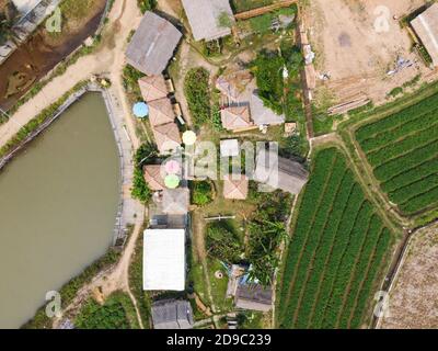 Vista aerea dal drone volante di riso da campo con paesaggio verde motivo sfondo natura, vista dall'alto campo riso, con Coffee Shop. Foto Stock