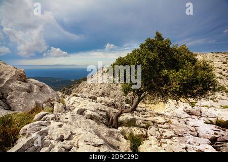 Vista sulla città di maiorca Sóller da Serra de Tramuntana, Mallorca Foto Stock