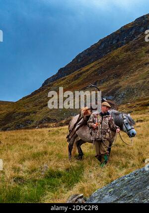 Scozia, Regno Unito – un ghillio che guida un pony degli altopiani in attività che sta portando con sé un Red Deer Stag Foto Stock