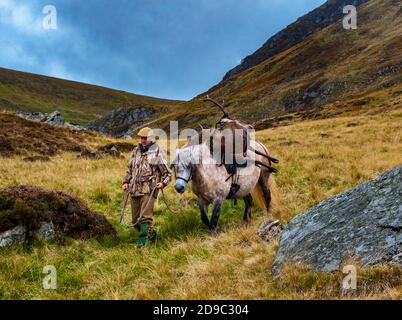 Scozia, Regno Unito – un ghillio che guida un pony degli altopiani in attività che sta portando con sé un Red Deer Stag Foto Stock
