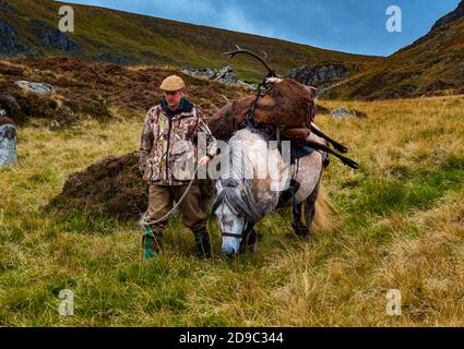 Scozia, Regno Unito – un ghillio che guida un pony degli altopiani in attività che sta portando con sé un Red Deer Stag Foto Stock