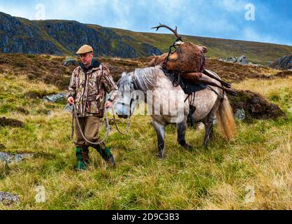 Scozia, Regno Unito – un ghillio che guida un pony degli altopiani in attività che sta portando con sé un Red Deer Stag Foto Stock