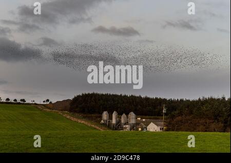 Timoleague, West Cork, Irlanda. 4 Nov 2020. Migliaia di stelle eseguono murazioni sopra Timoleague dopo una giornata di sole invernale. Credit: AG News/Alamy Live News Foto Stock