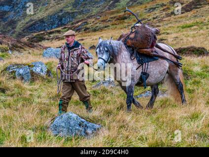 Scozia, Regno Unito – un ghillio che guida un pony degli altopiani in attività che sta portando con sé un Red Deer Stag Foto Stock