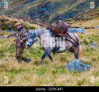 Scozia, Regno Unito – un ghillio che guida un pony degli altopiani in attività che sta portando con sé un Red Deer Stag Foto Stock