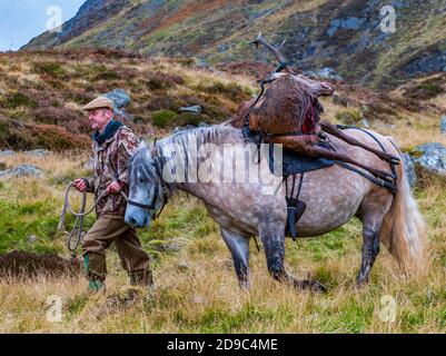 Scozia, Regno Unito – un ghillio che guida un pony degli altopiani in attività che sta portando con sé un Red Deer Stag Foto Stock