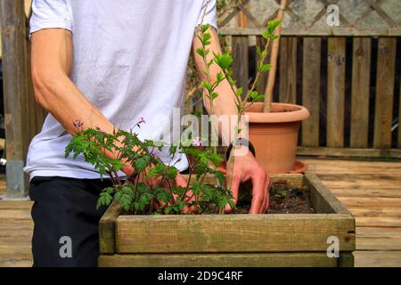 Giardiniere con un vassoio di fiori in un giardino esterno. Uomo che si prende cura di piantare in primavera. Giovane fiore di verdure sparare. Attività nel fine settimana. Foto Stock